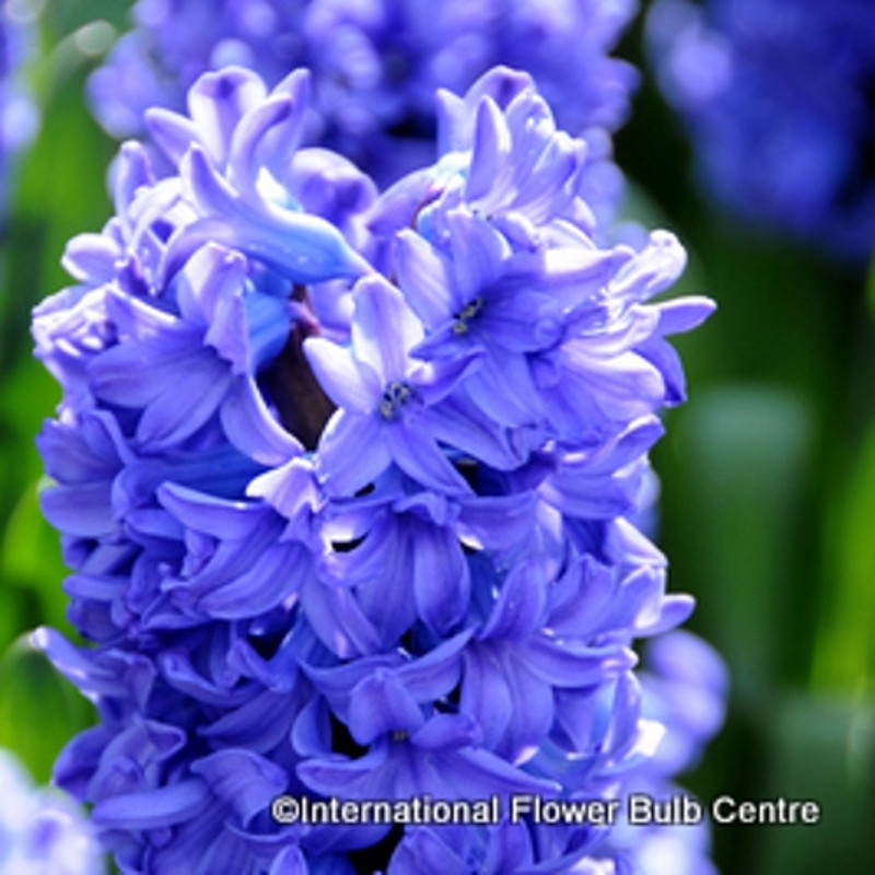 Hyacinth 'Delft Blue' - PACK of 4 bulbs
