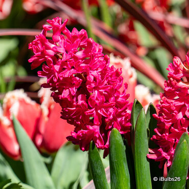 Hyacinth 'Jan Bos' - PACK of 3 bulbs