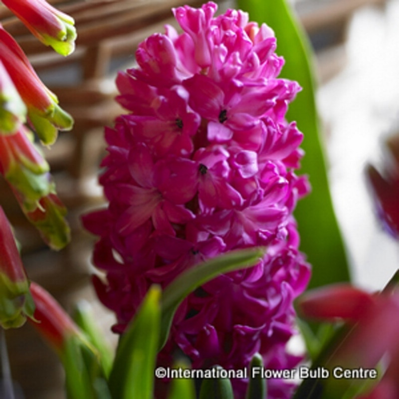 Prepared Hyacinth 'Jan Bos' - PACK of 3 bulbs