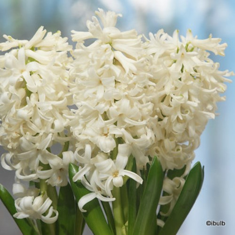 Hyacinth 'Carnegie BULK - 25 or 50 bulbs