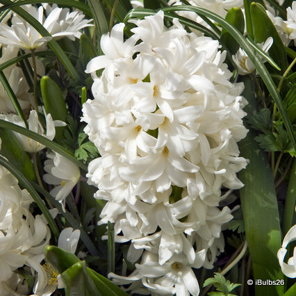 Hyacinth 'Carnegie'