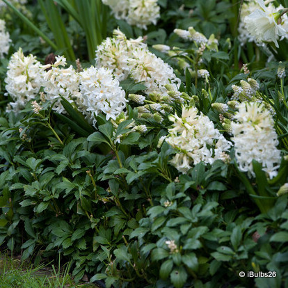 Prepared Hyacinth 'White Pearl'