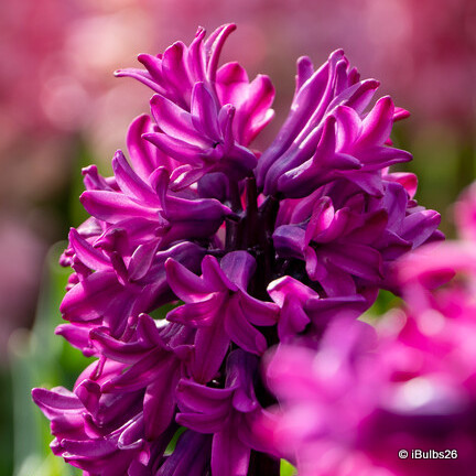 Hyacinth 'Woodstock'