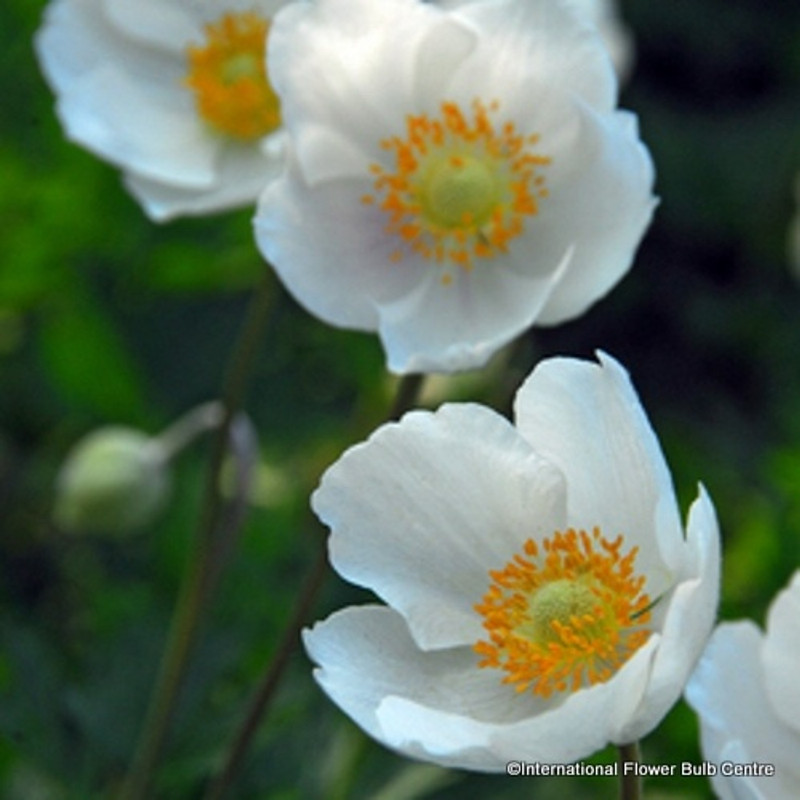 Anemone 'De Caen The Bride' BULK - 100 or 250 bulbs