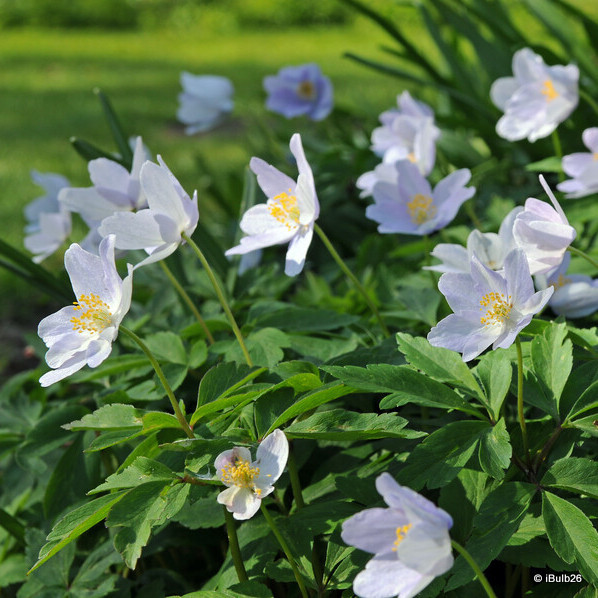 Anemone nemorosa (Wood Anemone) - PACK of 7 bulbs