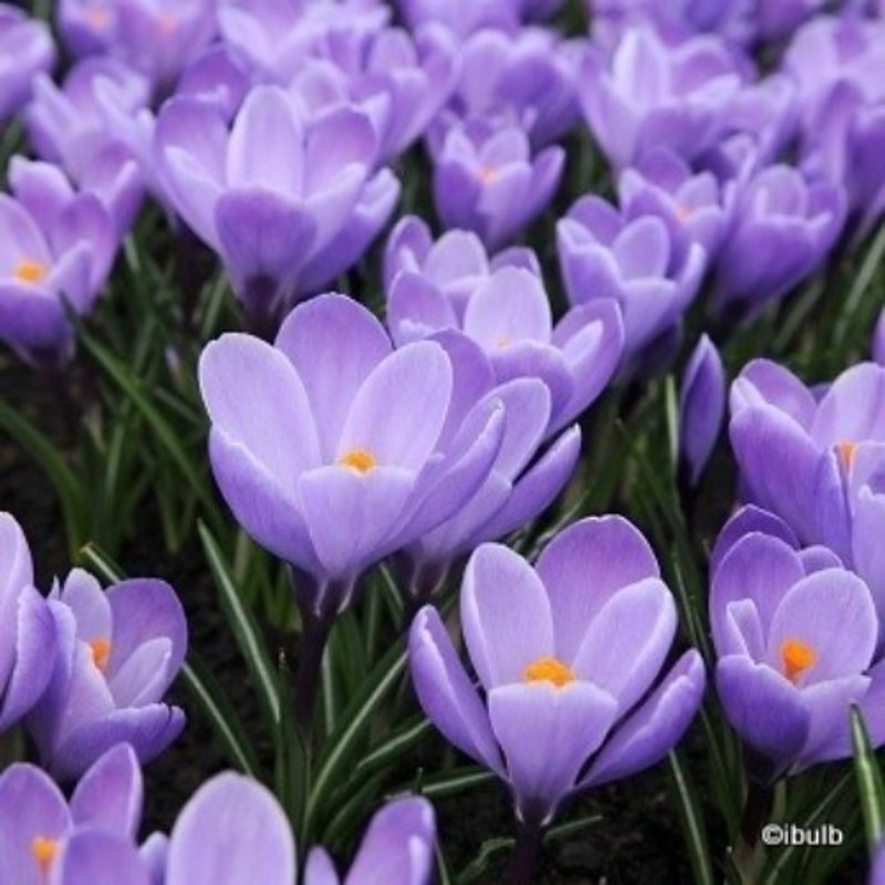 Crocus (large flowering) 'Purple' BULK - 100 or 250 bulbs