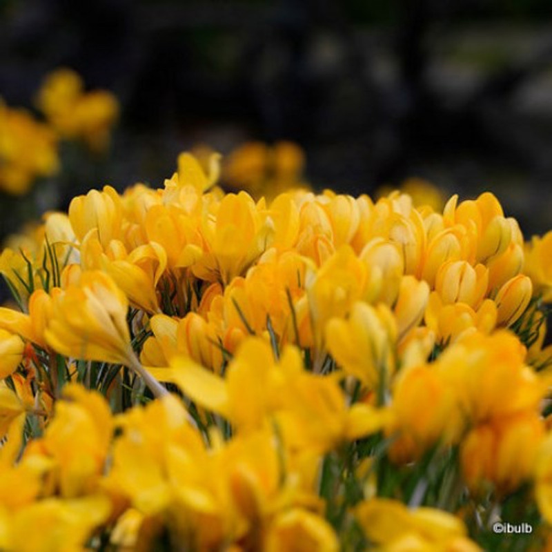 Crocus (large flowering) 'Yellow' BULK - 100 or 250 bulbs