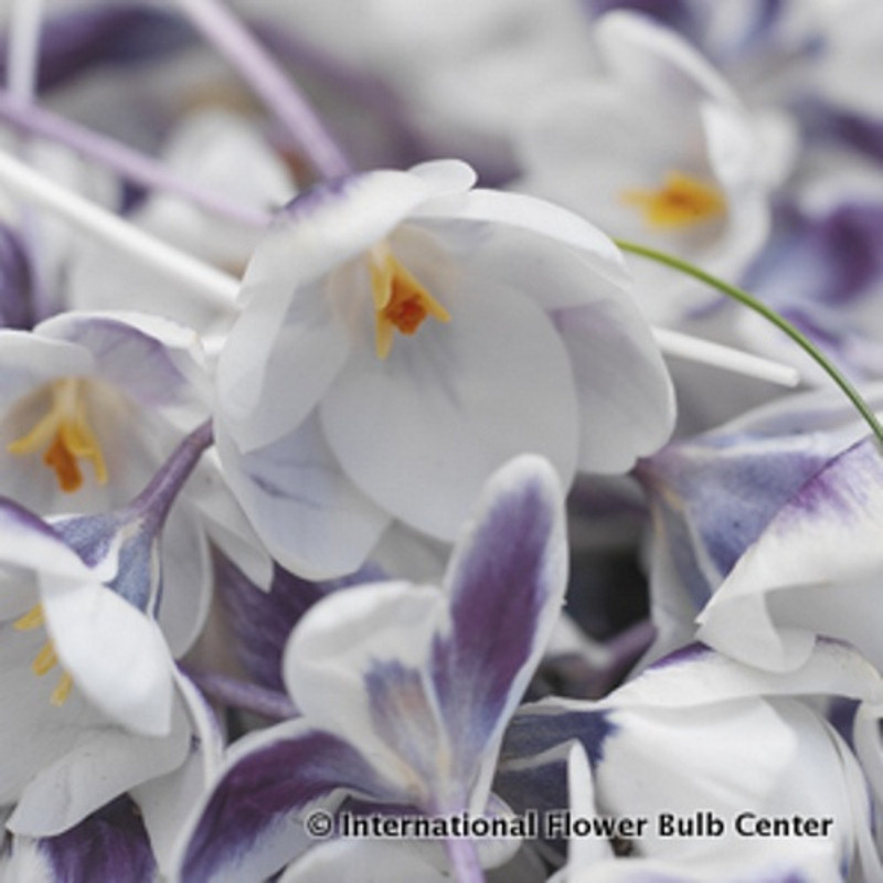 Crocus (species) 'Prins Claus' BULK - 100 or 250 bulbs