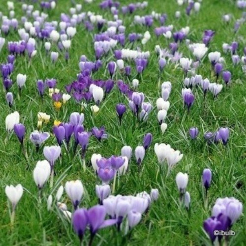 Crocus (species) 'Mixed' - PACK of 17 bulbs