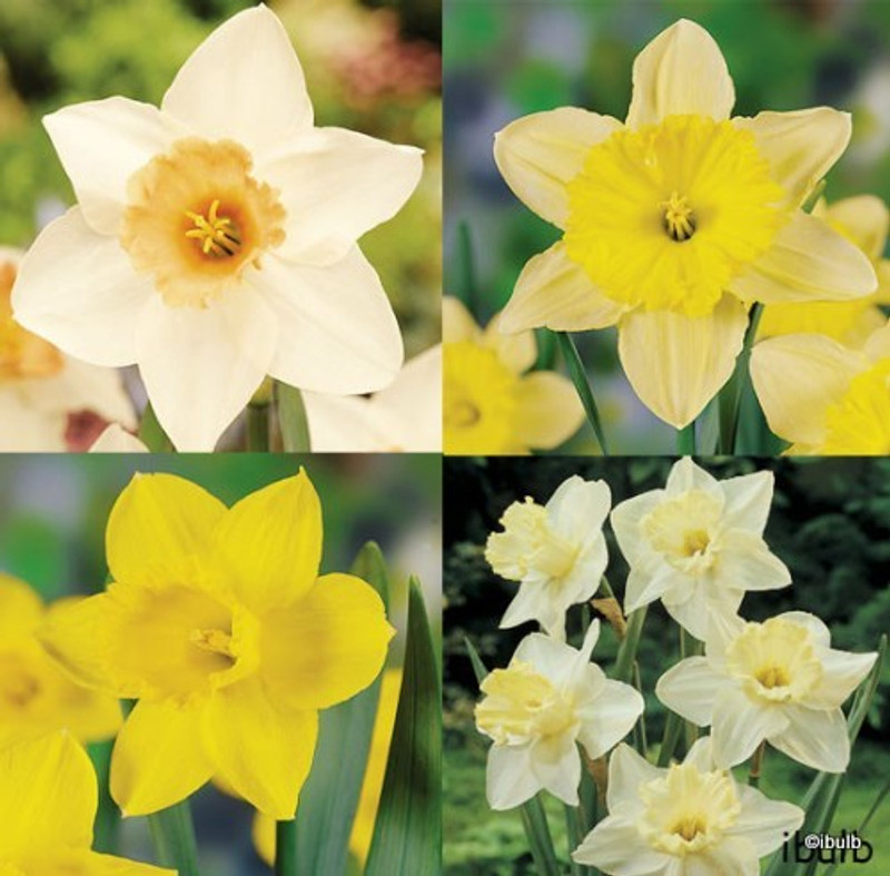 Mixed Daffodil & Narcissi mix - 1.5kg bag