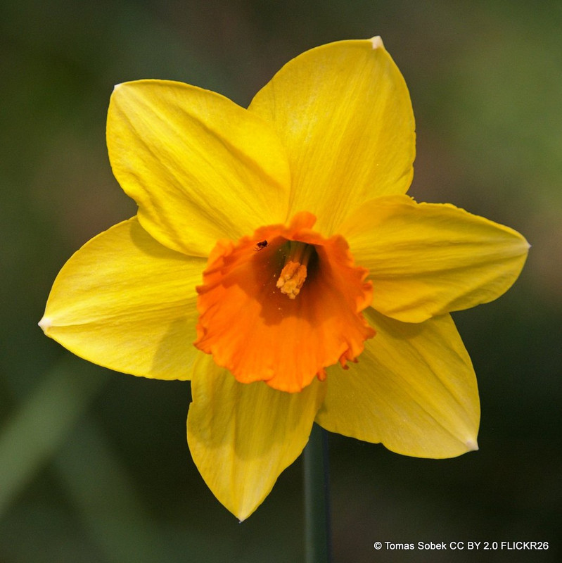 Large cup Narcissi 'Fortune' - 1.5kg