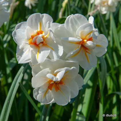 Double Daffodil 'Sir Winston Churchill' - 1.5kg