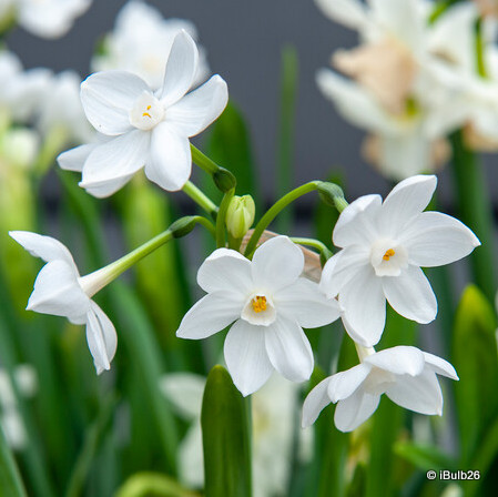 Tazette Narcissi 'Paperwhite'