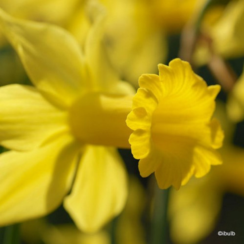 Species Narcissi 'February Gold' - PACK of 9 bulbs
