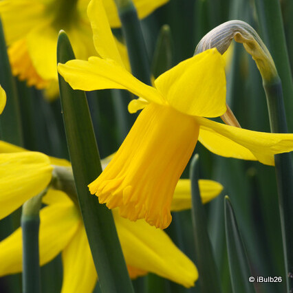 Species Narcissi 'February Gold'