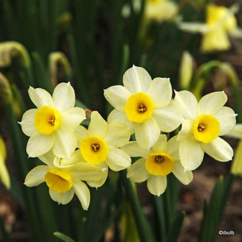 Species Narcissi 'Minnow' - PACK of 14 bulbs