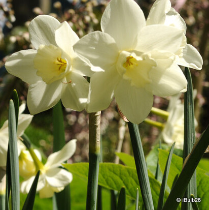 Species Narcissi 'Pueblo'