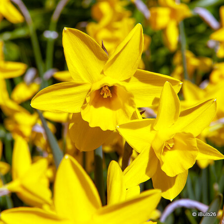 Species Narcissi 'Sweetness' - PACK of 13 bulbs