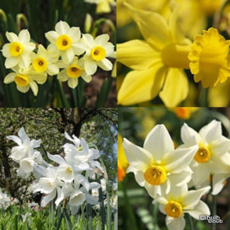 Species Narcissi 'Mixed' BULK - 100 or 250 bulbs