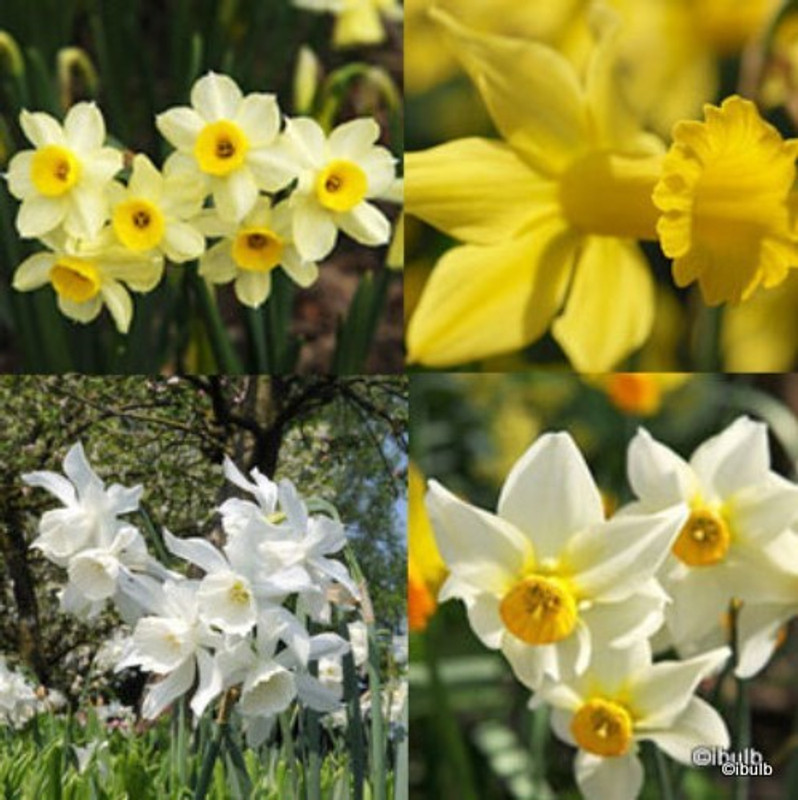 Species Narcissi 'Mixed' - PACK of 11 bulbs