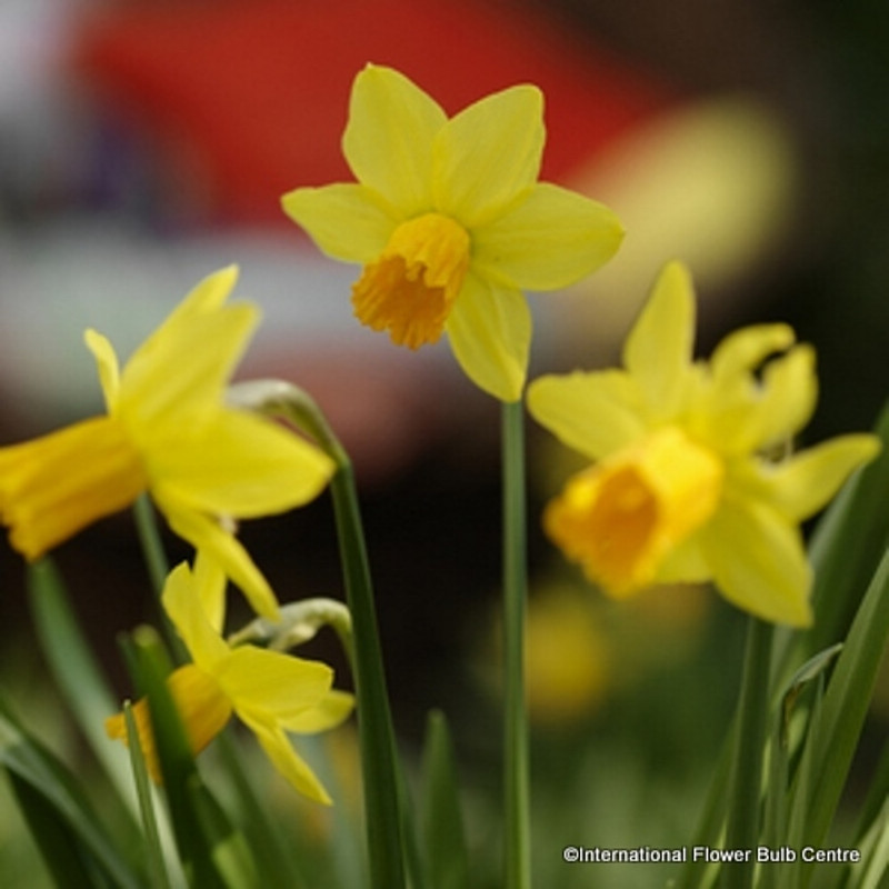 Species Narcissi 'Jetfire' - PACK of 10 bulbs