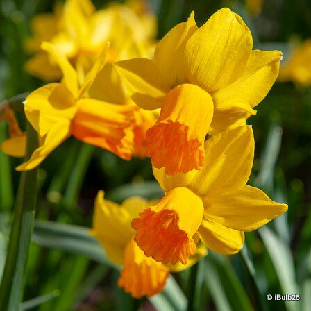 Species Narcissi 'Jetfire'