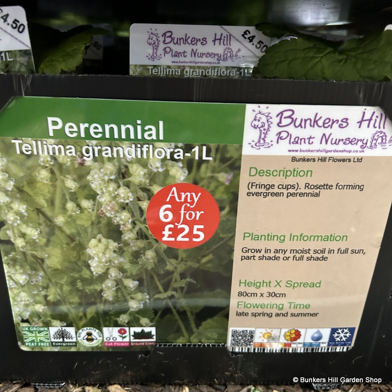 Tellima grandiflora 1ltr pot