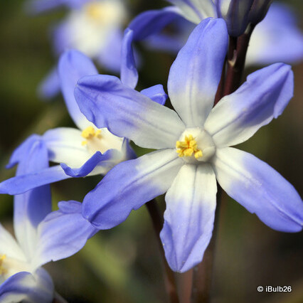 Chionodoxa forbesii