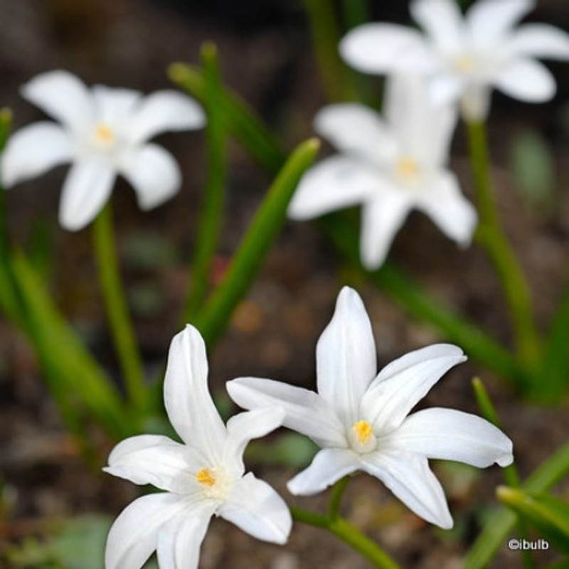 Chionodoxa luciliae 'Alba' BULK - 100 or 250 bulbs