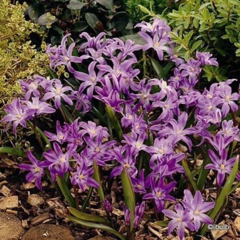 Chionodoxa luciliae 'Pink Giant' BULK - 100 or 250 bulbs