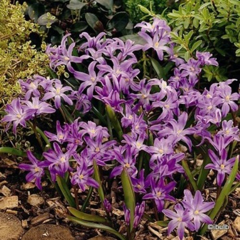 Chionodoxa luciliae 'Pink Giant' - PACK of 17 bulbs