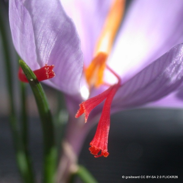 Crocus (autumn-flowering) 'Sativus' - PACK of 11 bulbs