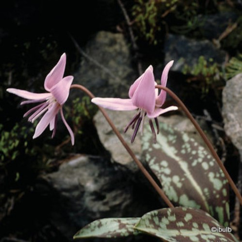 Erythronium dens canis - PACK of 2 bulbs