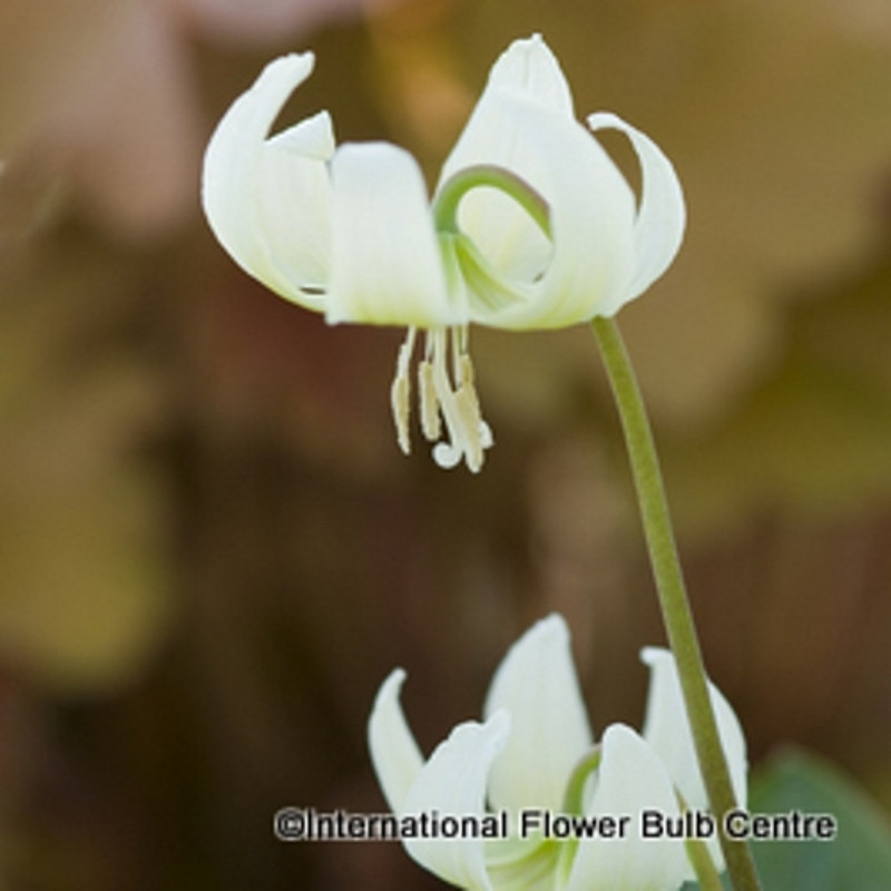 Erythronium 'White Beauty' - PACK of 2 bulbs