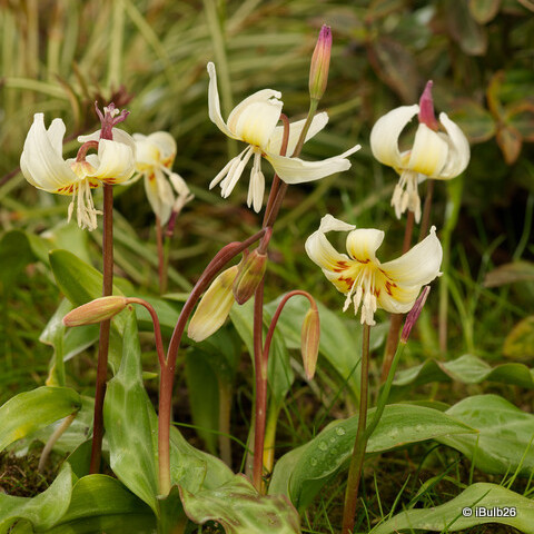 Erythronium 'White Beauty' - PACK of 2 bulbs