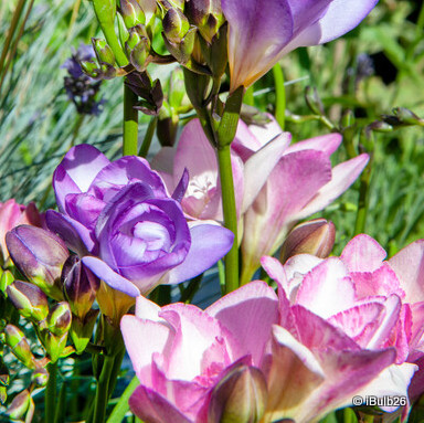 Freesia double mixed - PACK of 12 bulbs