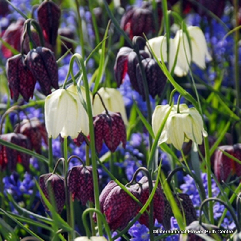 Fritillaria meleagris Mixed - PACK of 11 bulbs