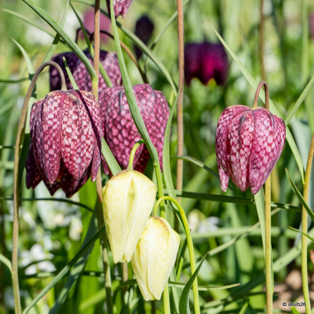 Fritillaria meleagris Mixed