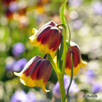 Fritillaria michailovkyi