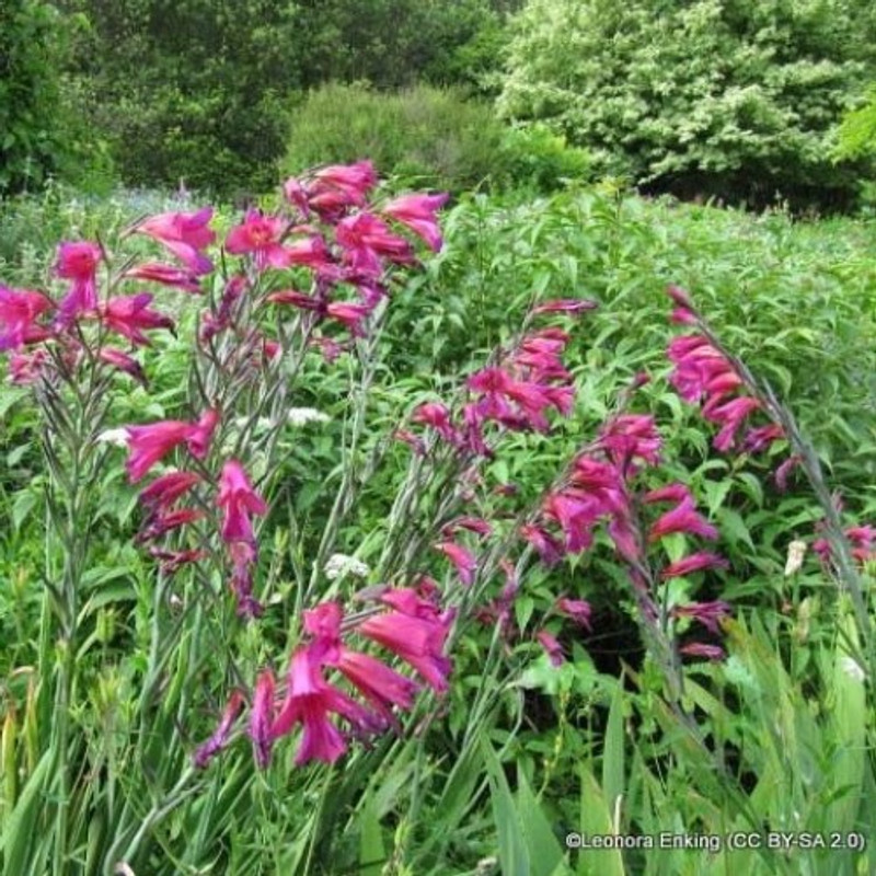 Gladioli byzantinus - BULK 100 or 250 bulbs