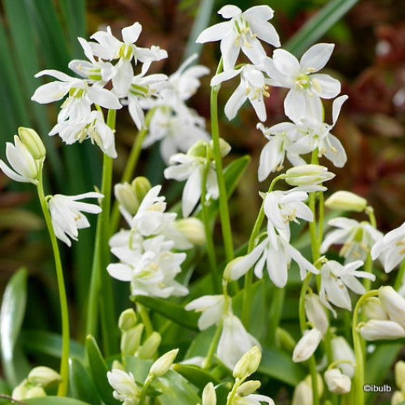 Scilla siberica 'Alba' - PACK of 20 bulbs