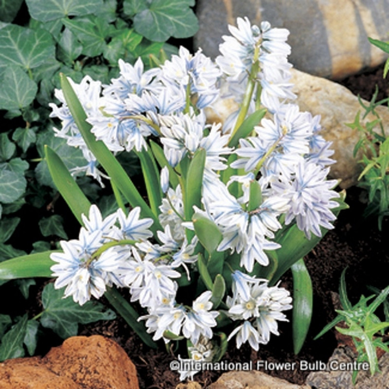 Puschkinia libanotica - PACK of 29 bulbs