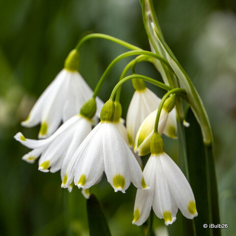 Leucojum aestivum