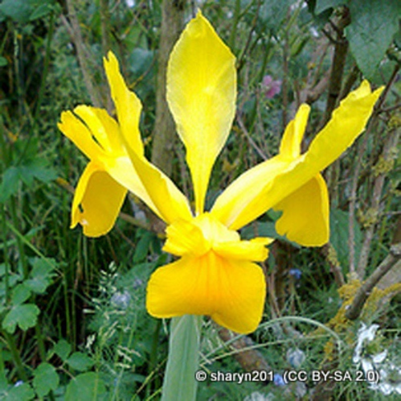 Iris 'Golden Harvest' (Dutch) BULK - 100 or 250 Bulbs