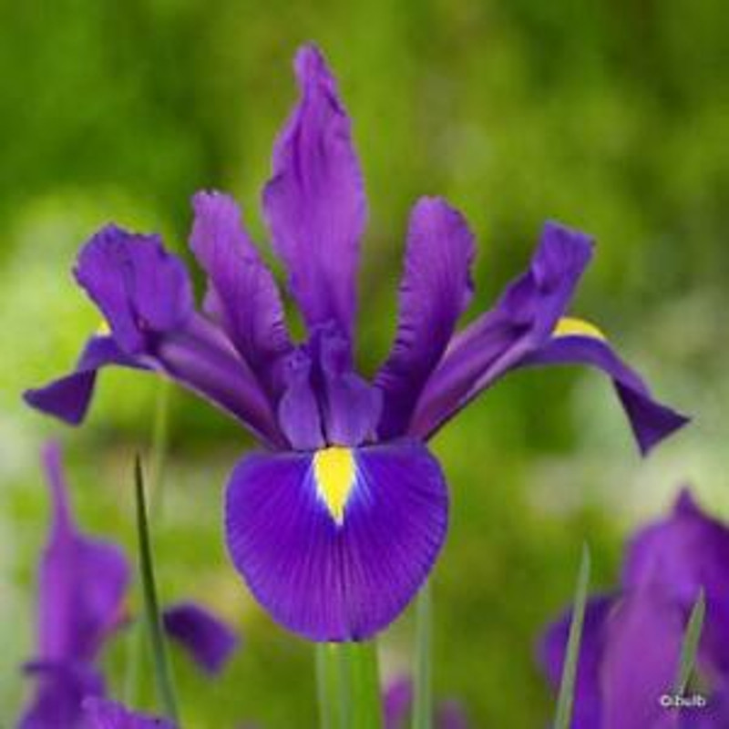 Iris 'Purple Sensation' (Dutch) BULK - 100 or 250 Bulbs