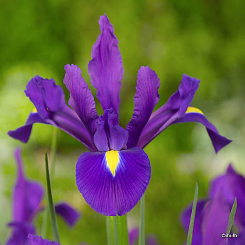 Iris 'Purple Sensation' (Dutch) - PACK of 26 bulbs