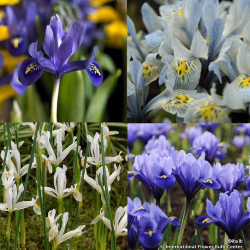 Iris 'Mixed' (species) BULK - 100 or 250 Bulbs