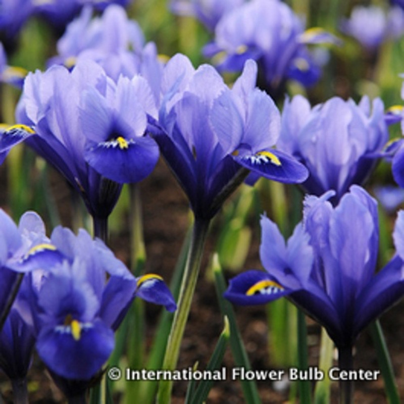 Iris reticulata (species) BULK - 100 or 250 Bulbs