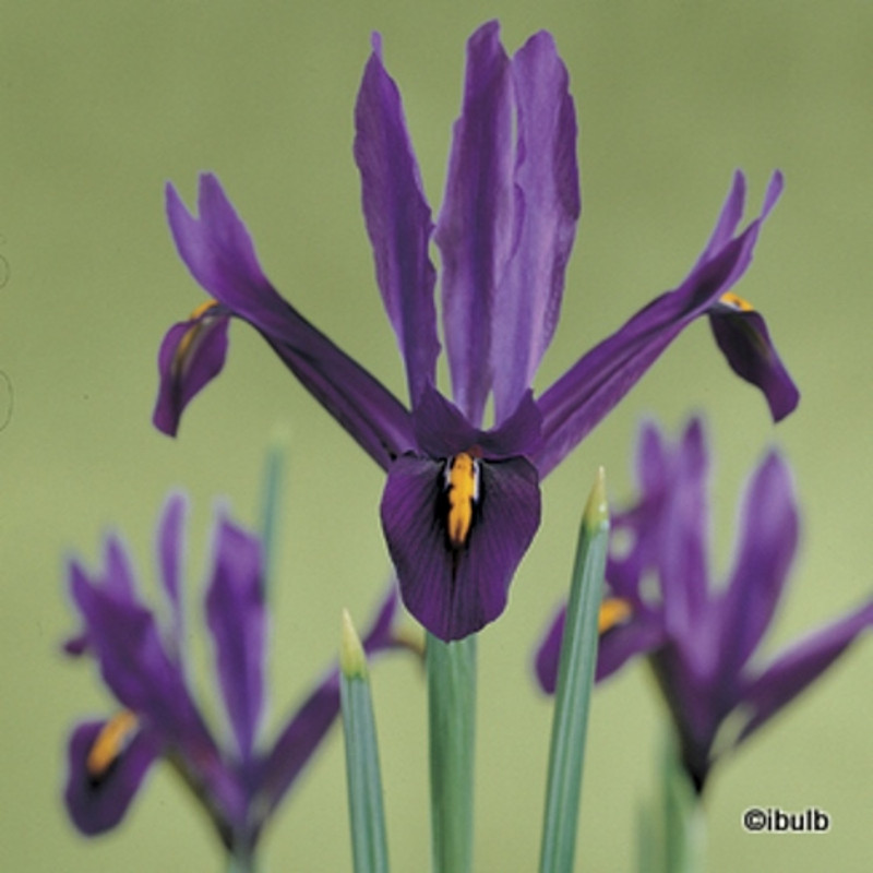 Iris ret. 'J.S Dijt' (species) - PACK of 15 bulbs