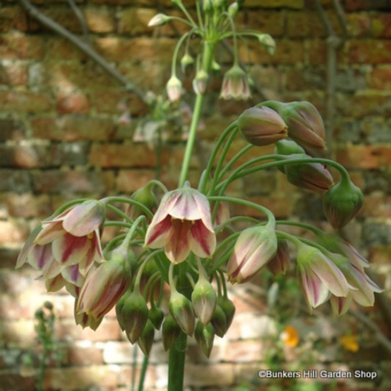 Allium siculum (Nectaroscordum) - PACK of 7 bulbs